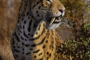 Tiger savera zębatym - starożytny przedstawiciel kotów drapieżników